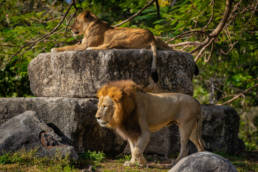 Photo of lions by Marcel Lecours.